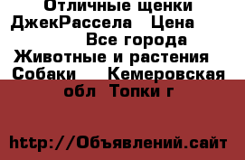 Отличные щенки ДжекРассела › Цена ­ 50 000 - Все города Животные и растения » Собаки   . Кемеровская обл.,Топки г.